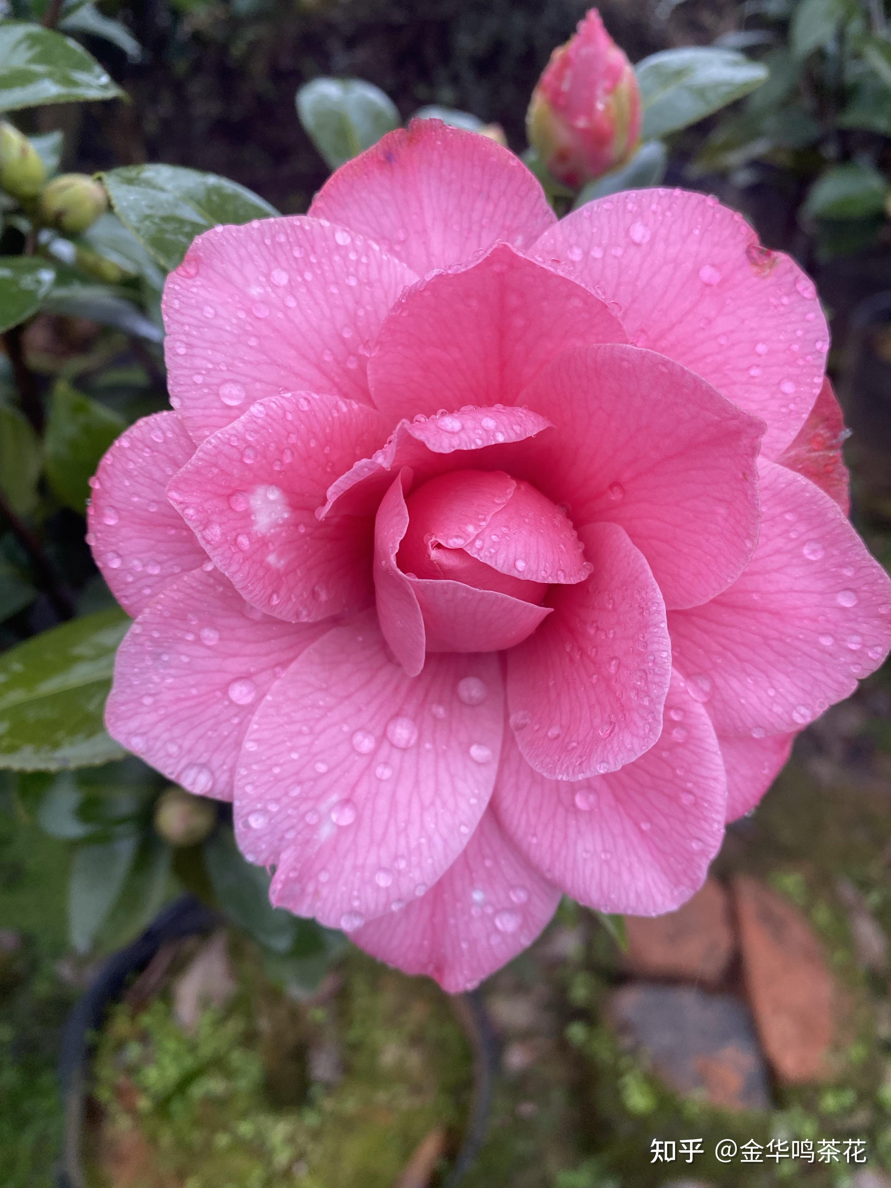 多品种茶花黑牡丹