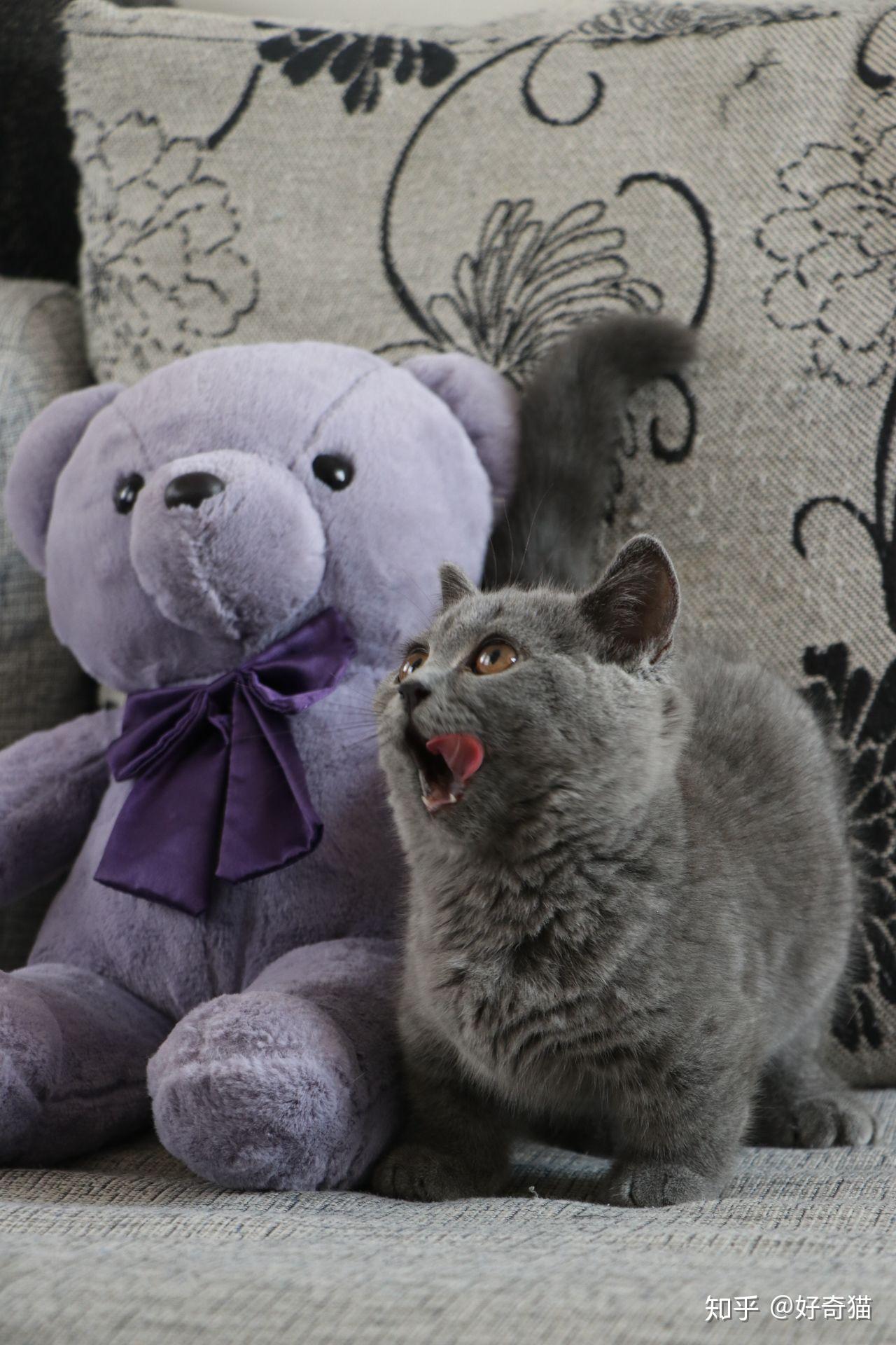 小短腿来咯～ - 知乎