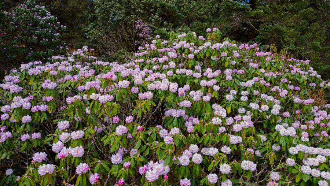 攀枝花格萨拉景区