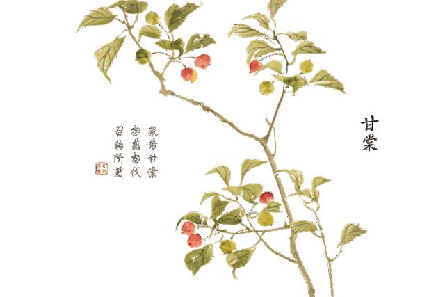 漫卷诗书爱惜召伯的甘棠树