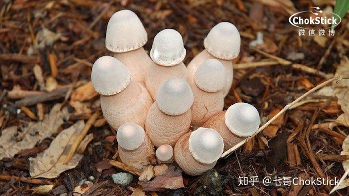 丁丁为啥就长的一脸蘑菇样