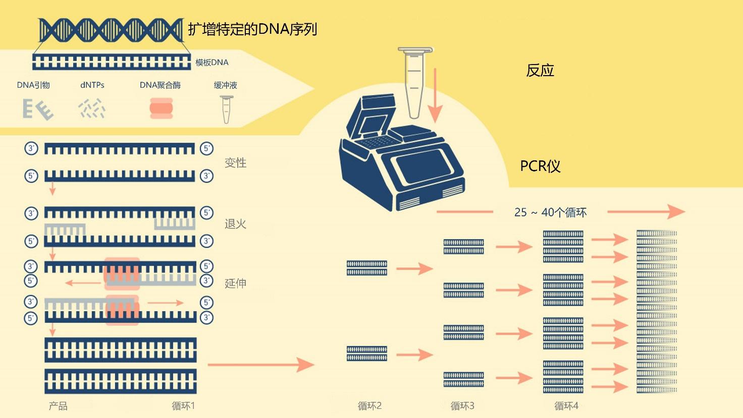 pcr技术过程图解图片