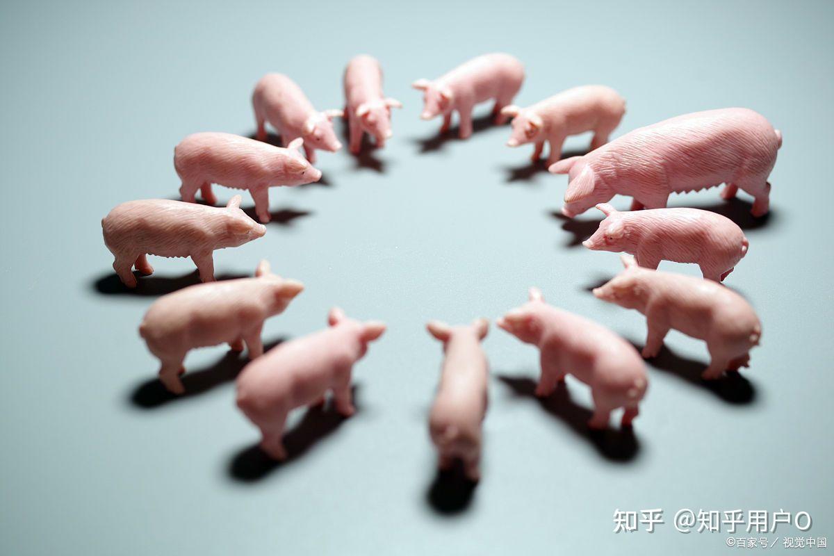 认养一头猪的模式,赚到钱了吗? - 知乎
