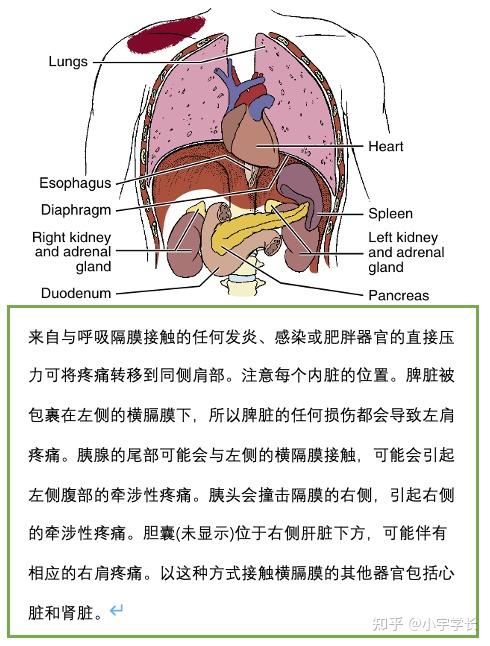 内脏痛的特点 zhuanlan.zhihu.com