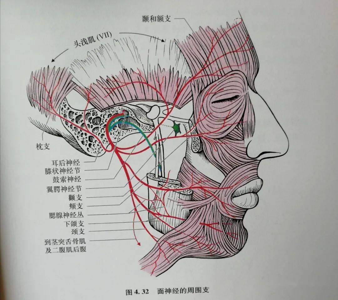 面肌痉挛