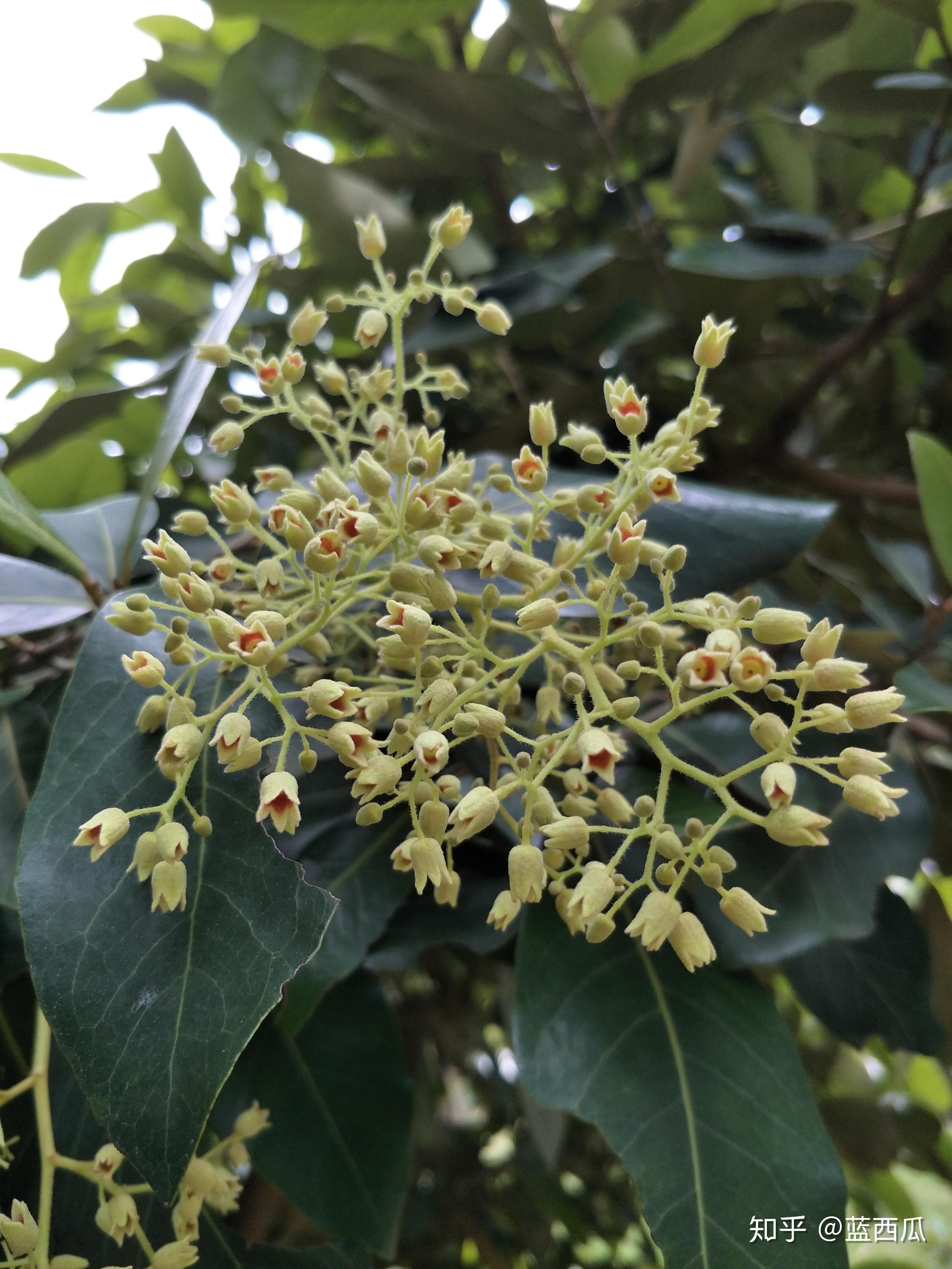 半红树植物(梧桐科) - 知乎