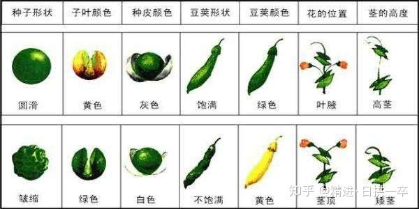 孟德尔遗传定律教案范文_孟德尔遗传定律教案范文_生物孟德尔遗传定律