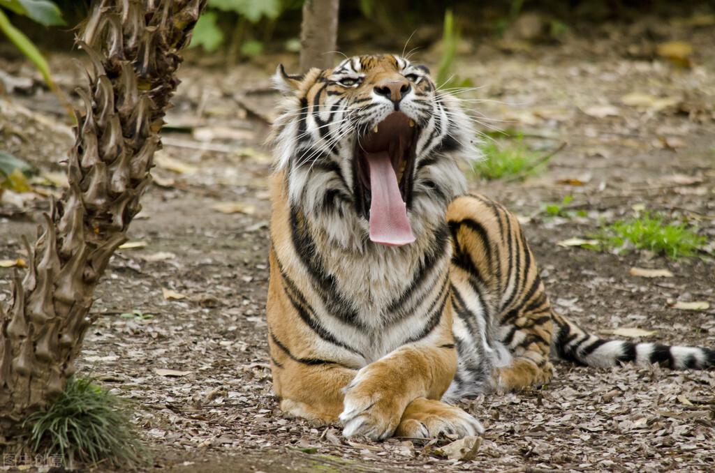 老虎的舌头:猎食的第一辅助