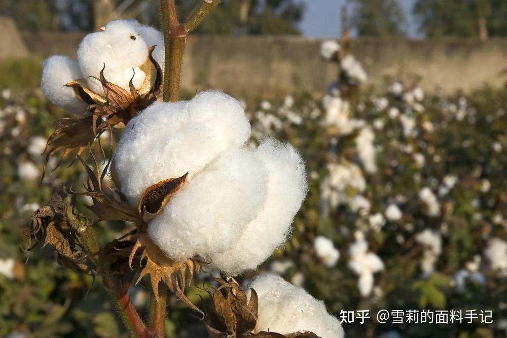 棉是什么?一根柔软纤维背后,是几代中国人的汗水与坚持! - 知乎