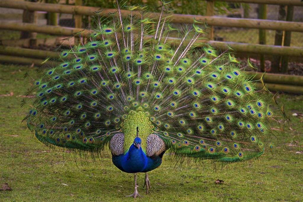 未来可期1801千羽孔雀能成为下一个传奇吗