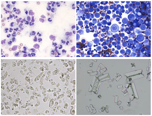 动物体液形态学学习笔记1样本采集与预处理