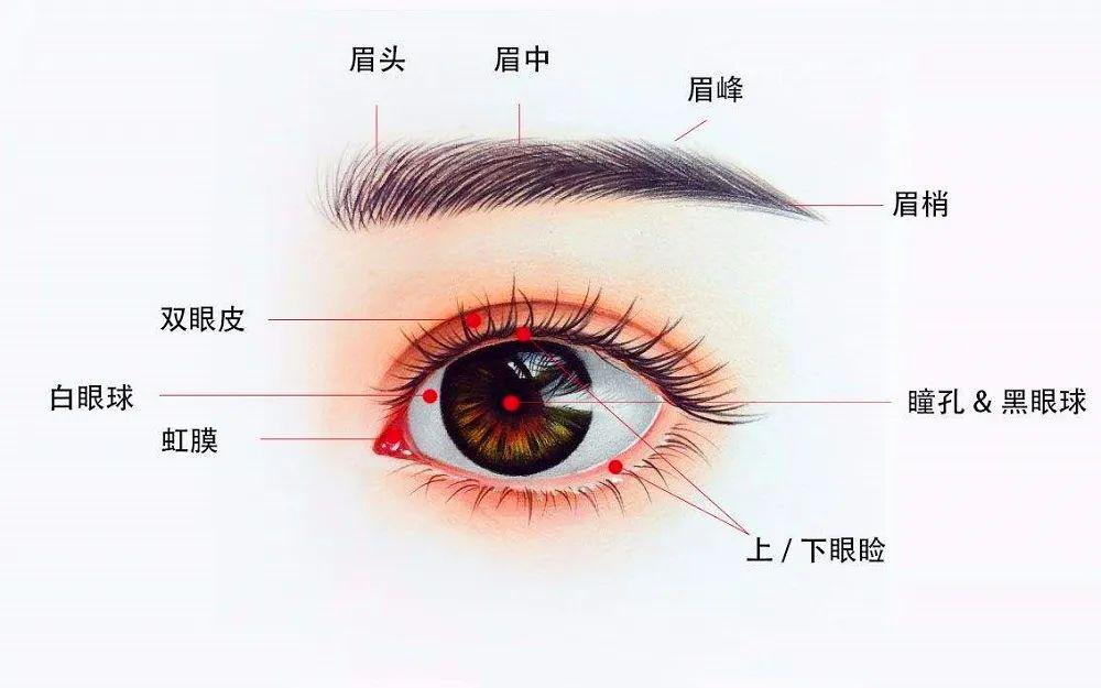 眼的外部结构示意图图片