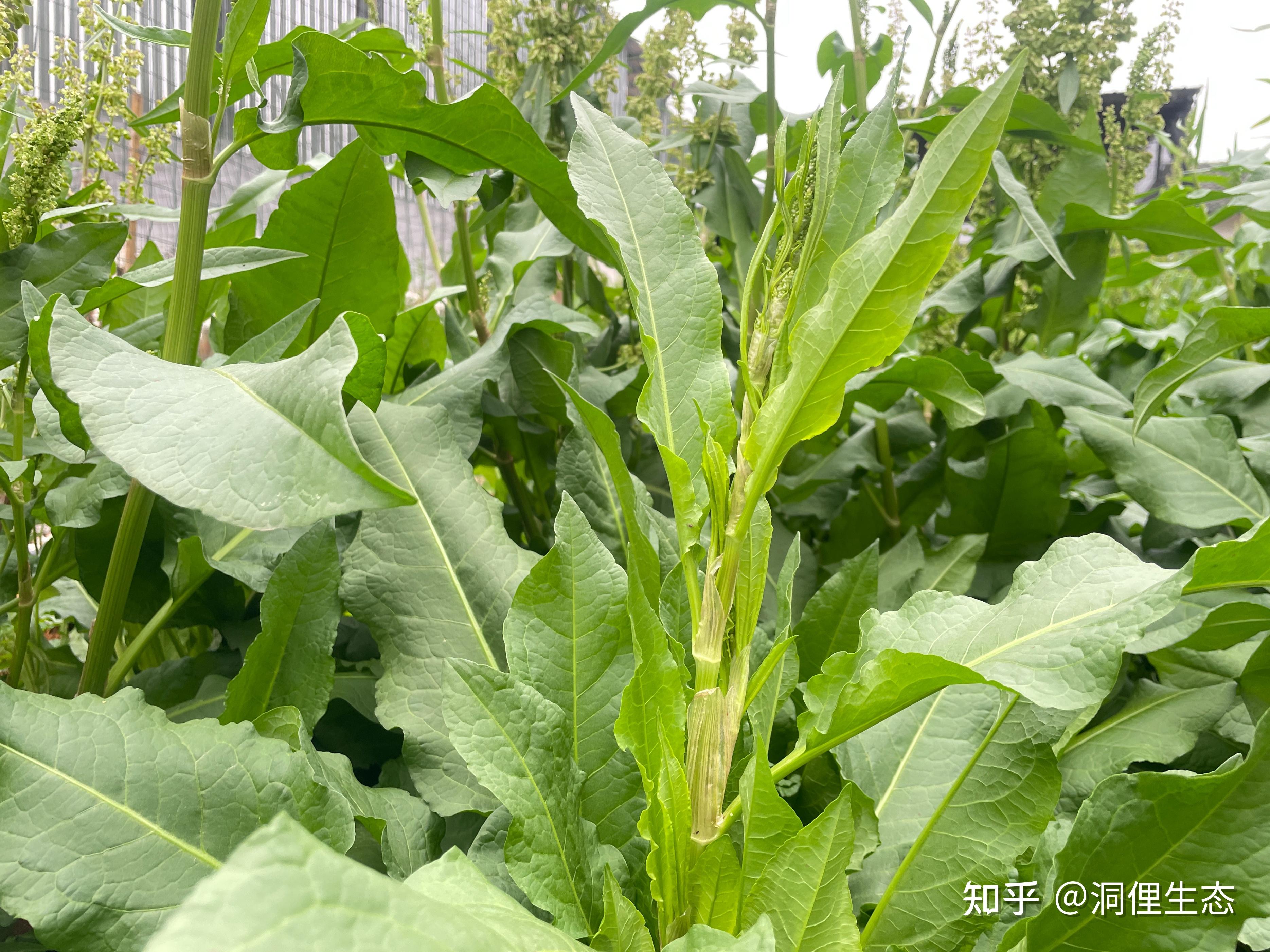 洞俚食叶草与大健康 - 知乎