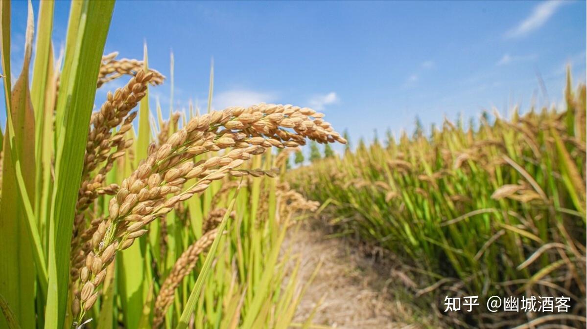 燕麦草亩产量多少公斤