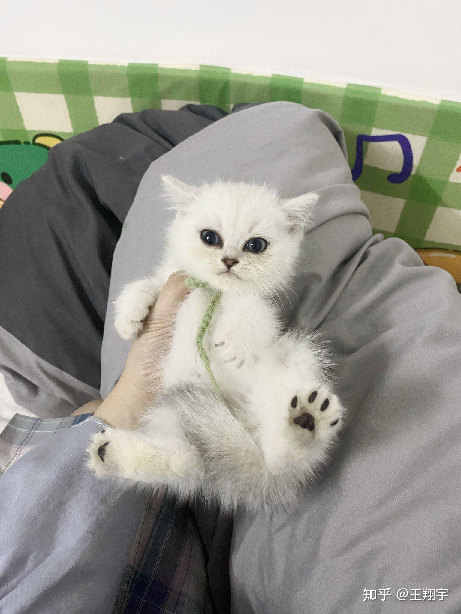 【猫咪领养】银渐层弟弟(2个月大)找新家啦-深圳区域 - 知乎
