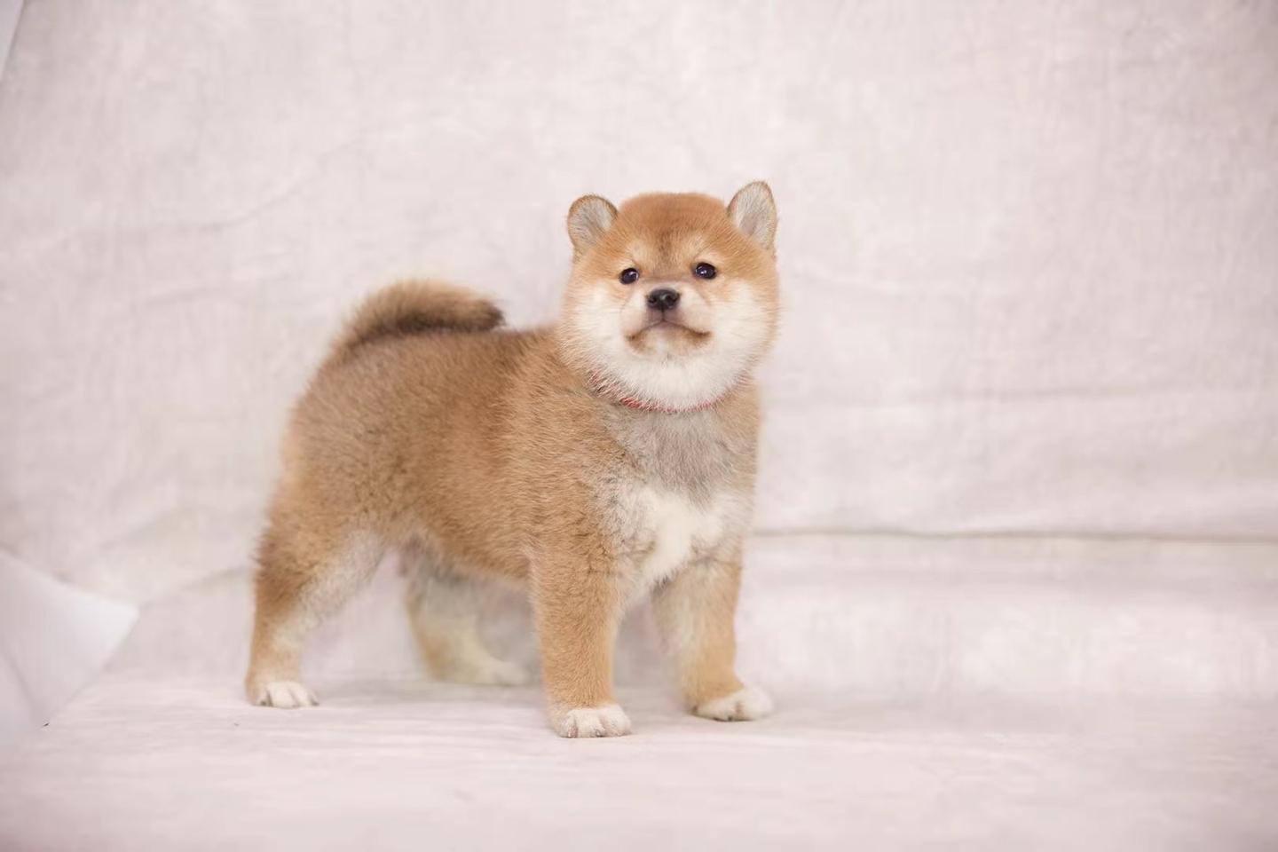 柴犬买豆柴好还是标体柴好？价格有区别吗？ - 知乎