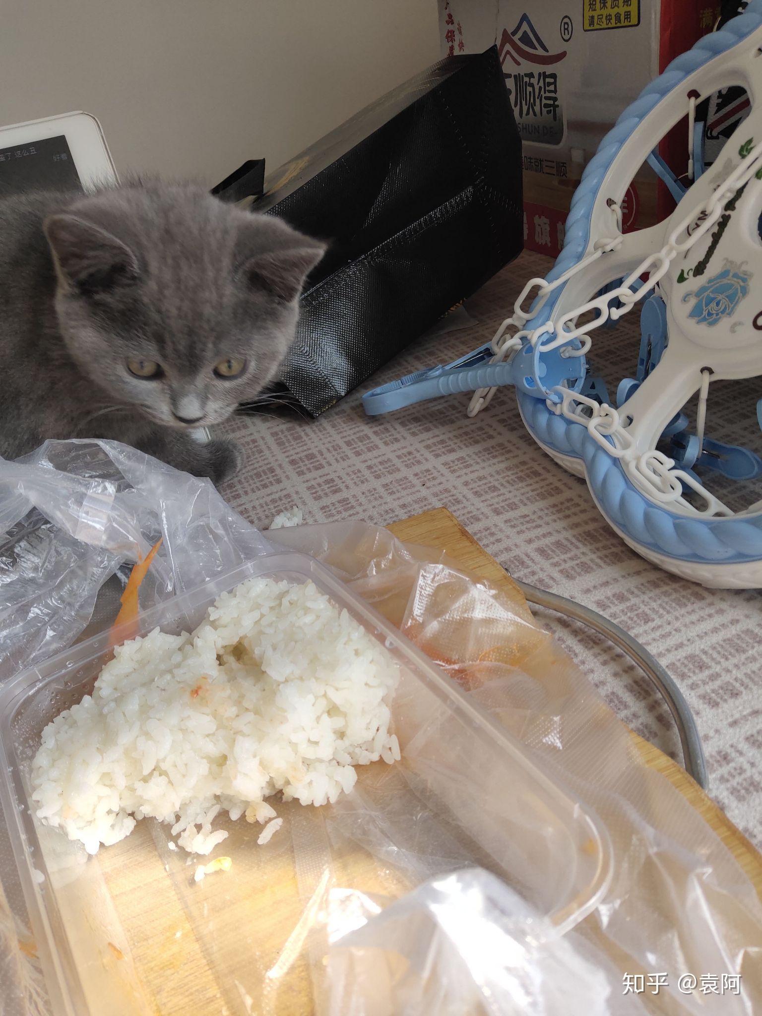 猫放屁是想拉屎吗 v2-390c973d6165174c04224dee368941a6_r.jpg