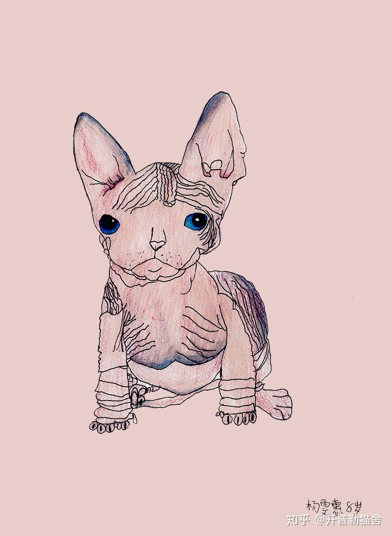 七个无毛猫品种简介1顿斯科伊无毛猫