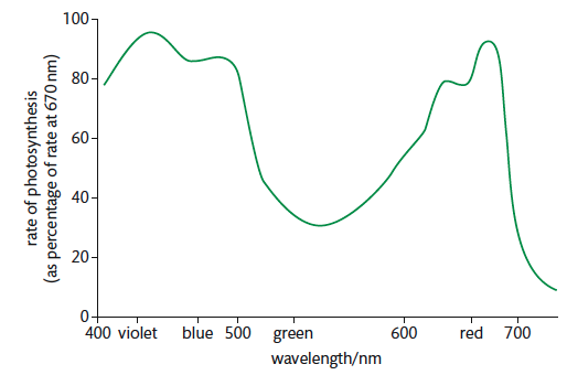 3 8 Photosynthesis 知乎