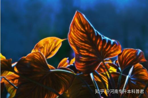 来啦!2020年河南专升本招生新增院校和专业来啦!!!插图9 来啦!2020年河南专升本招生新增院校和专业来啦!!!插图9