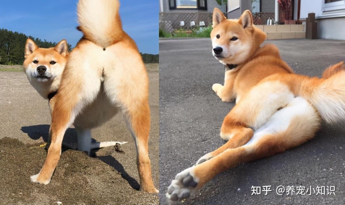 柴犬总是"伸懒腰",其实它是在向你表达这几个意思