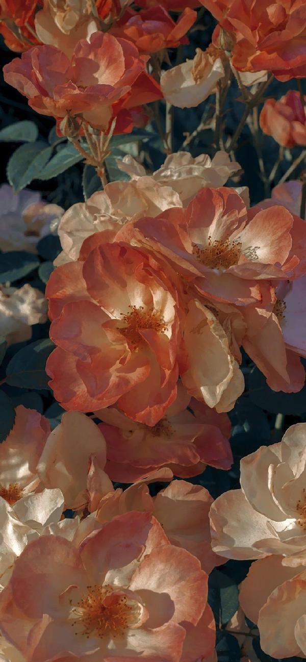 我真的太爱花花了 有没有带花的壁纸啊