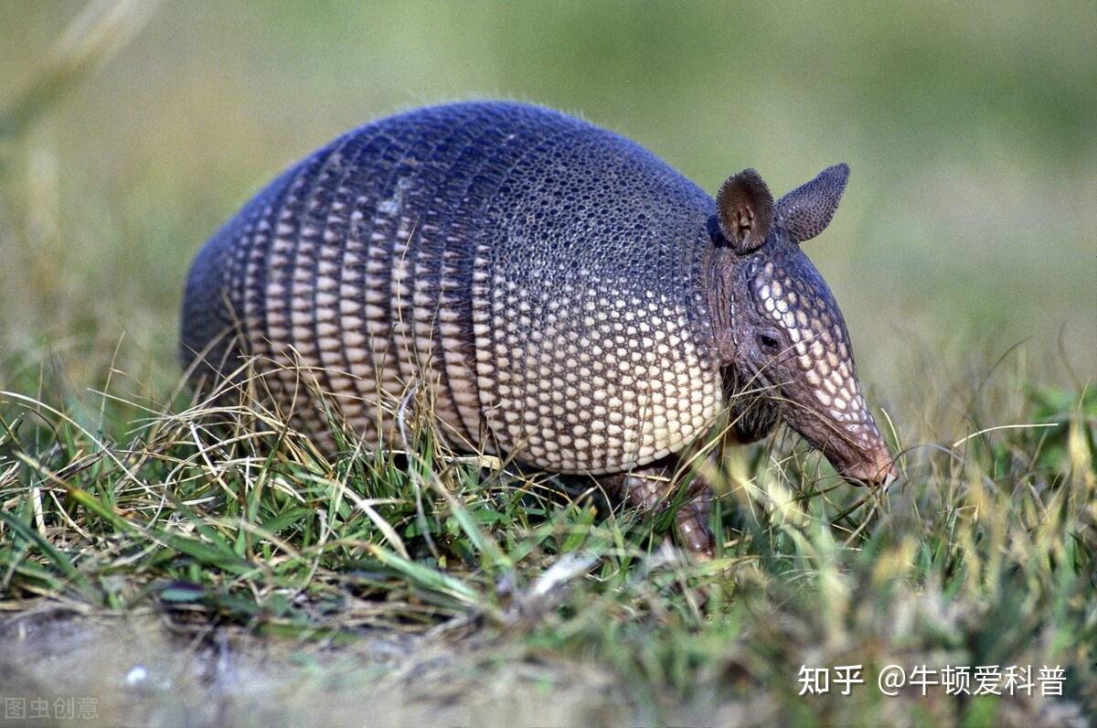 外壳能挡子弹的犰狳却被吃的濒临灭绝如今为何令人谈之色变