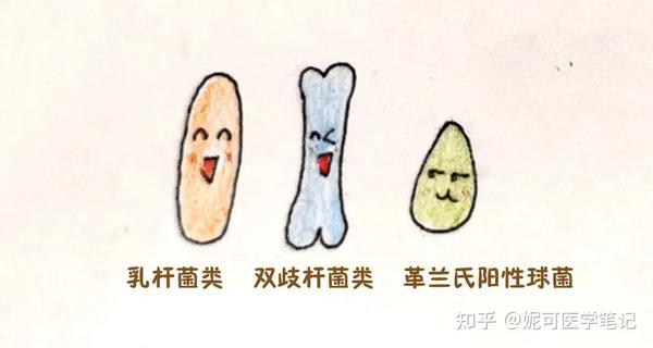 #学习分享181#婴儿双歧杆菌?嗜热链球菌?这么多种有何不同? - 知乎