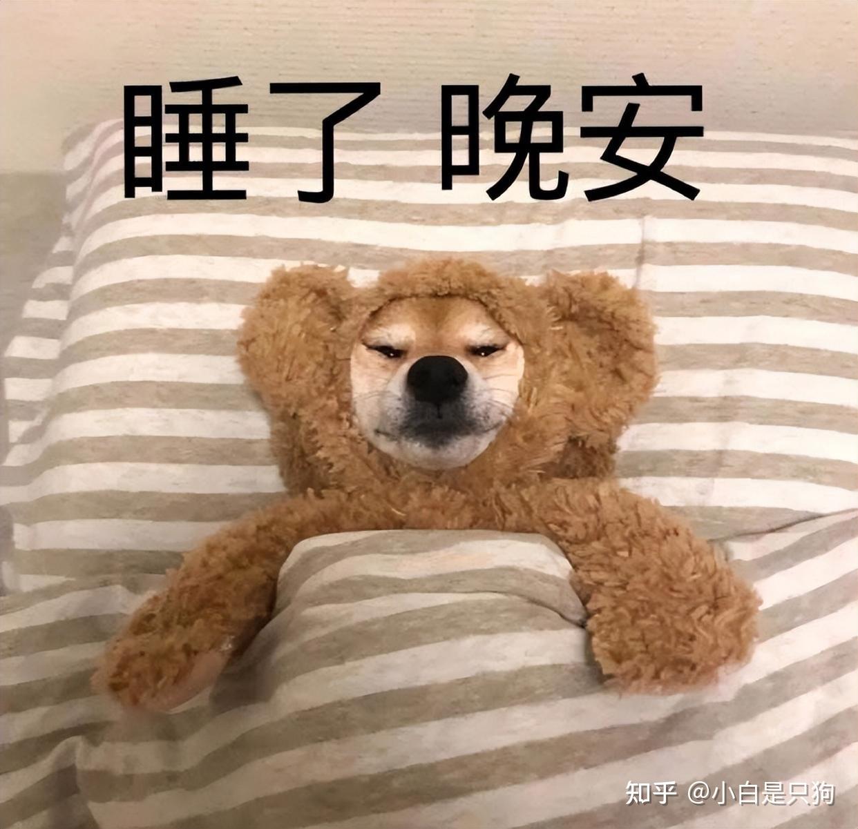 狗狗说“晚安”的小动作,看懂就别吵它了 - 知乎