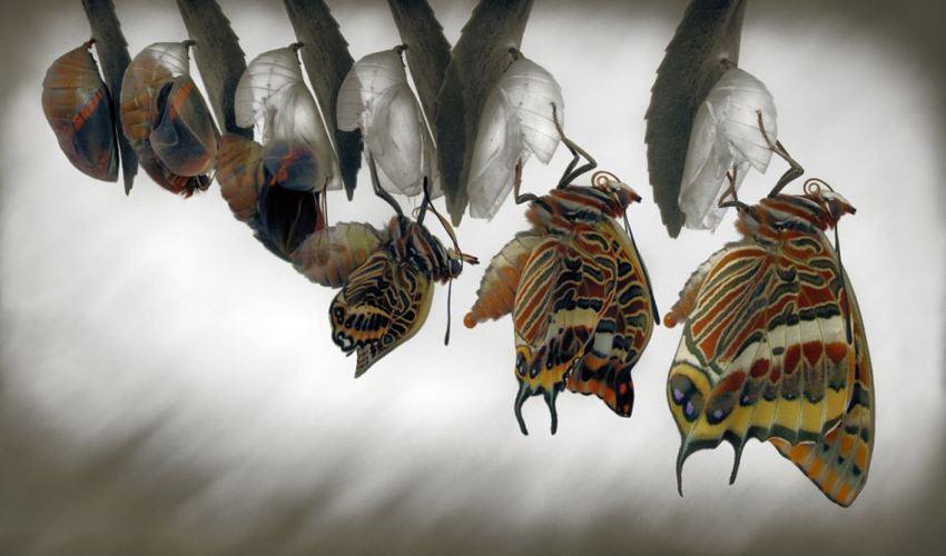 破茧成蝶移动端h5场景应用案例鉴赏