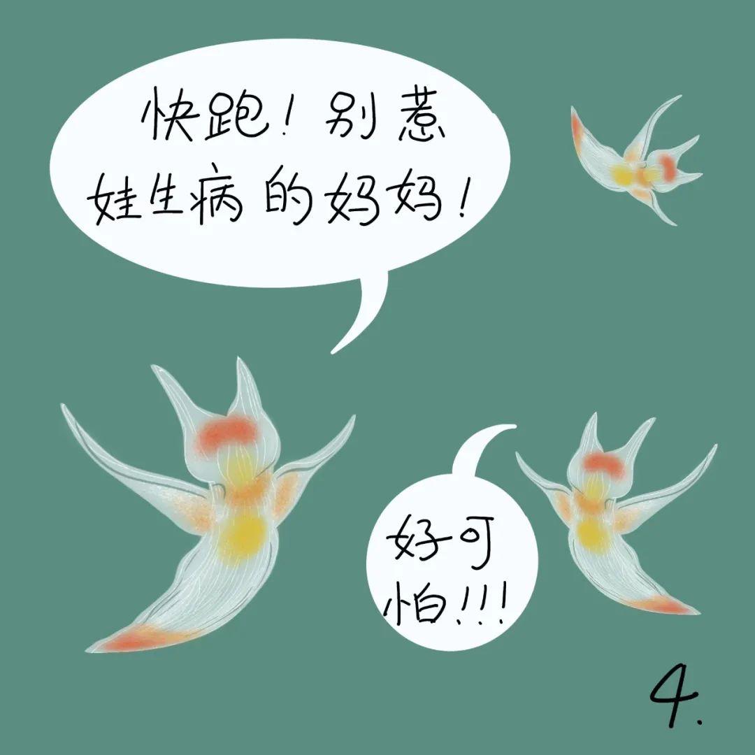 科普漫画 | “海天使”还是“小恶魔”?(作者:刘萍) - 知乎