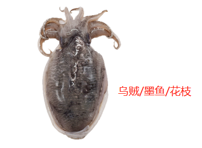 鱿鱼、章鱼、墨鱼、八爪鱼、乌贼傻傻分不清楚?一文教你记住它们(墨鱼章鱼鱿鱼八爪鱼乌贼的区别)