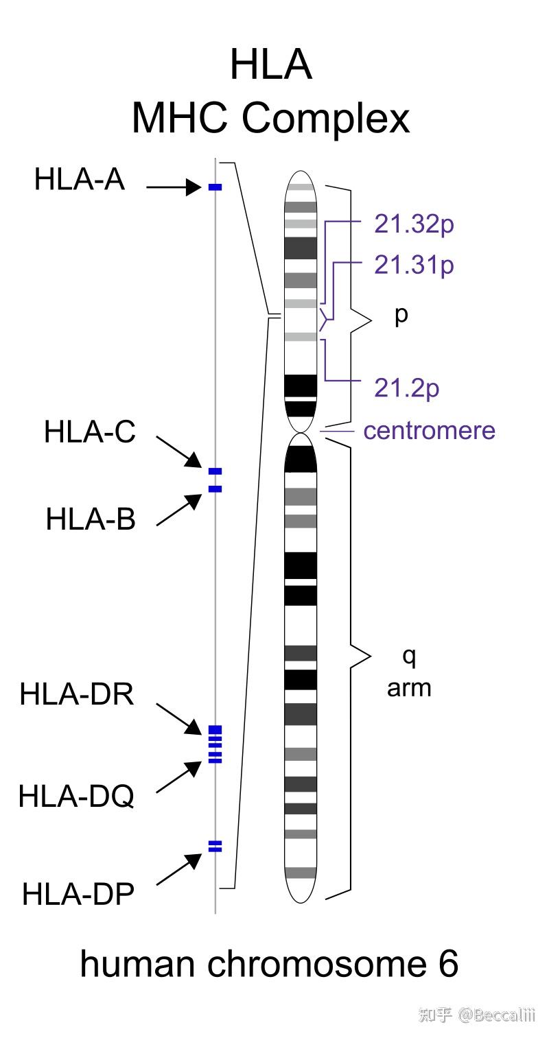 免疫系统之 hla 与mhc