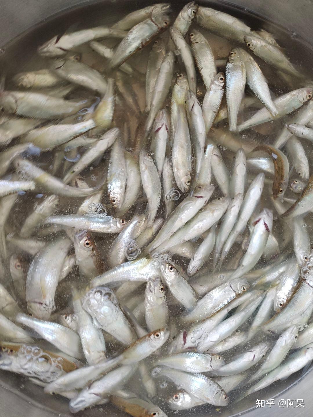 白条图鉴——银飘鱼Pseudolaubuca sinensis - 哔哩哔哩