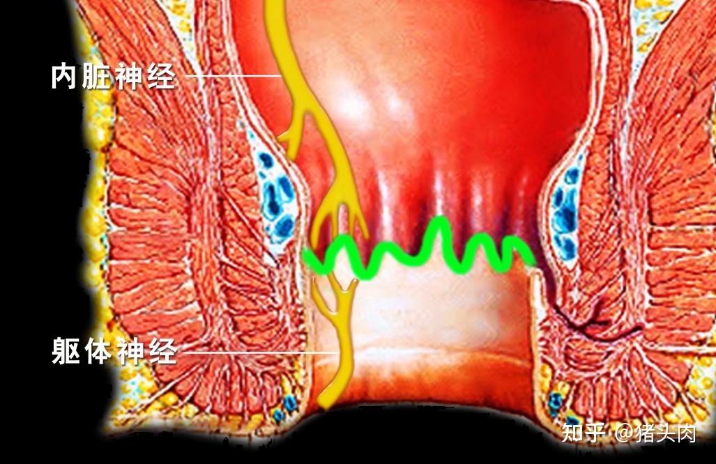 從發病部位來看,痔瘡可以分為內痔和外痔