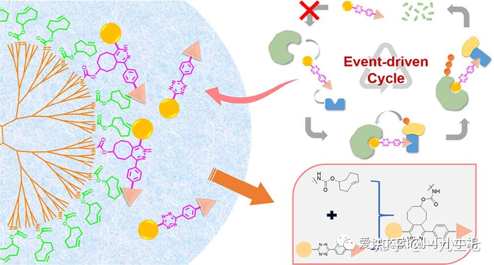 泛素化的机制及其衍生的底物靶向降解技术 - 知乎