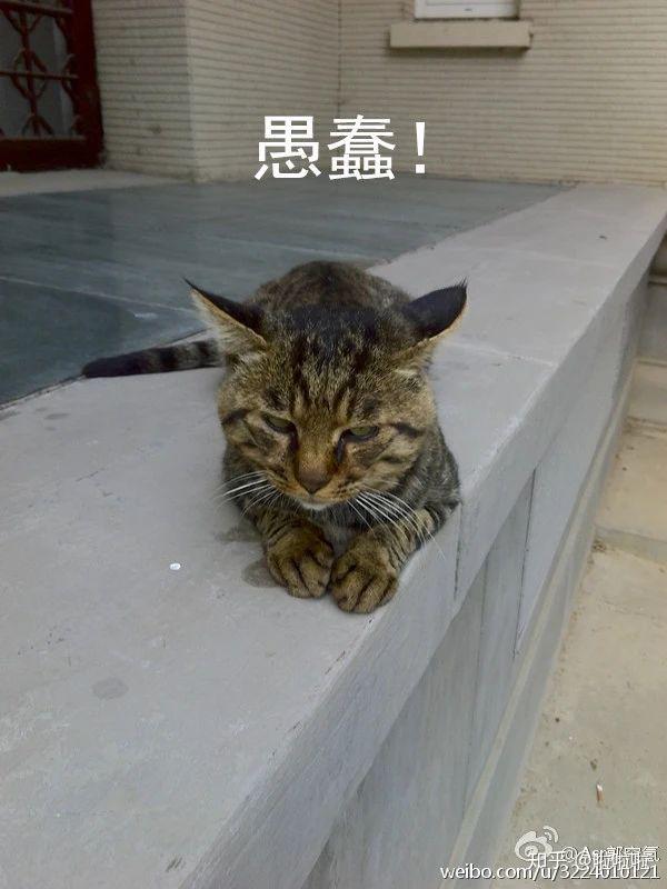 虐猫的人 到底是谁 知乎