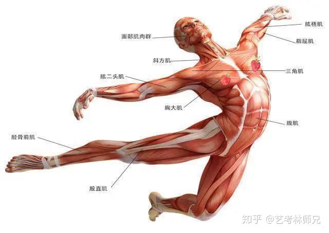 怎么才能有肌肉呢 v2-396a6ca59bc2aa6a3111a16bbb83dbae_r.jpg