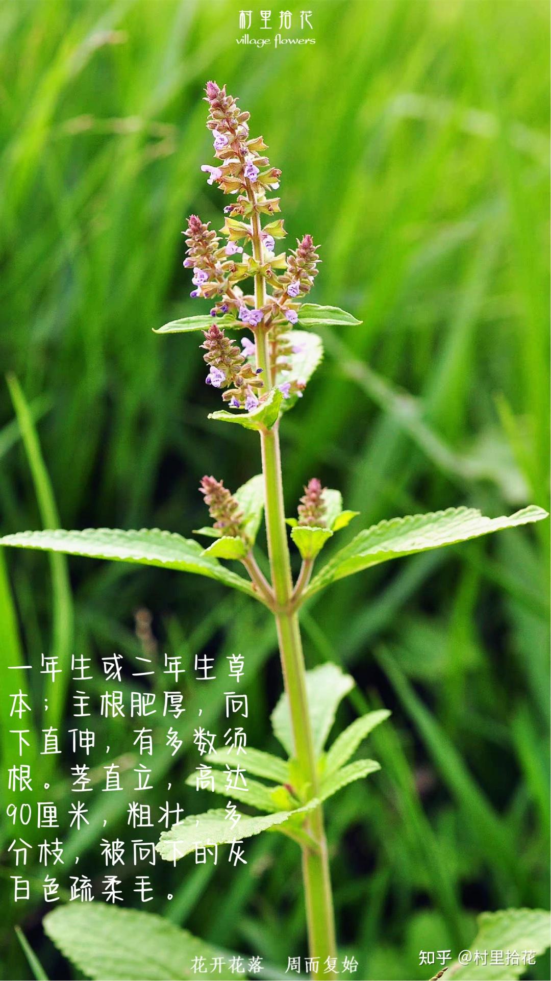 物语之荔枝草（Salvia plebeia） _www.isenlin.cn
