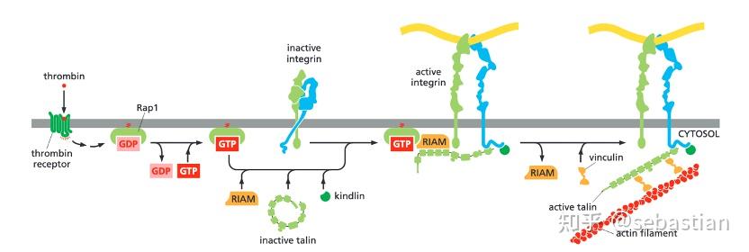 搬运The Cell细胞外基质和细胞连接 - 知乎
