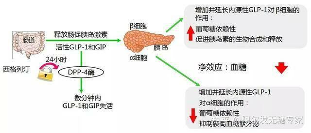 dpp4抑制剂聪明的降糖药