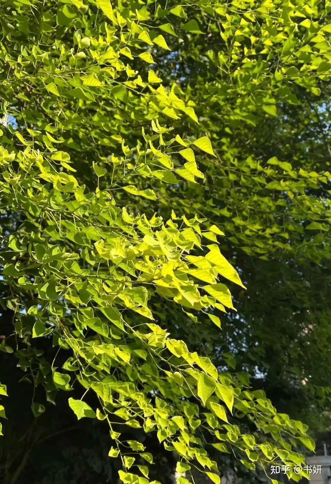 冬有来意,乌桕树从花到果的一生 - 知乎