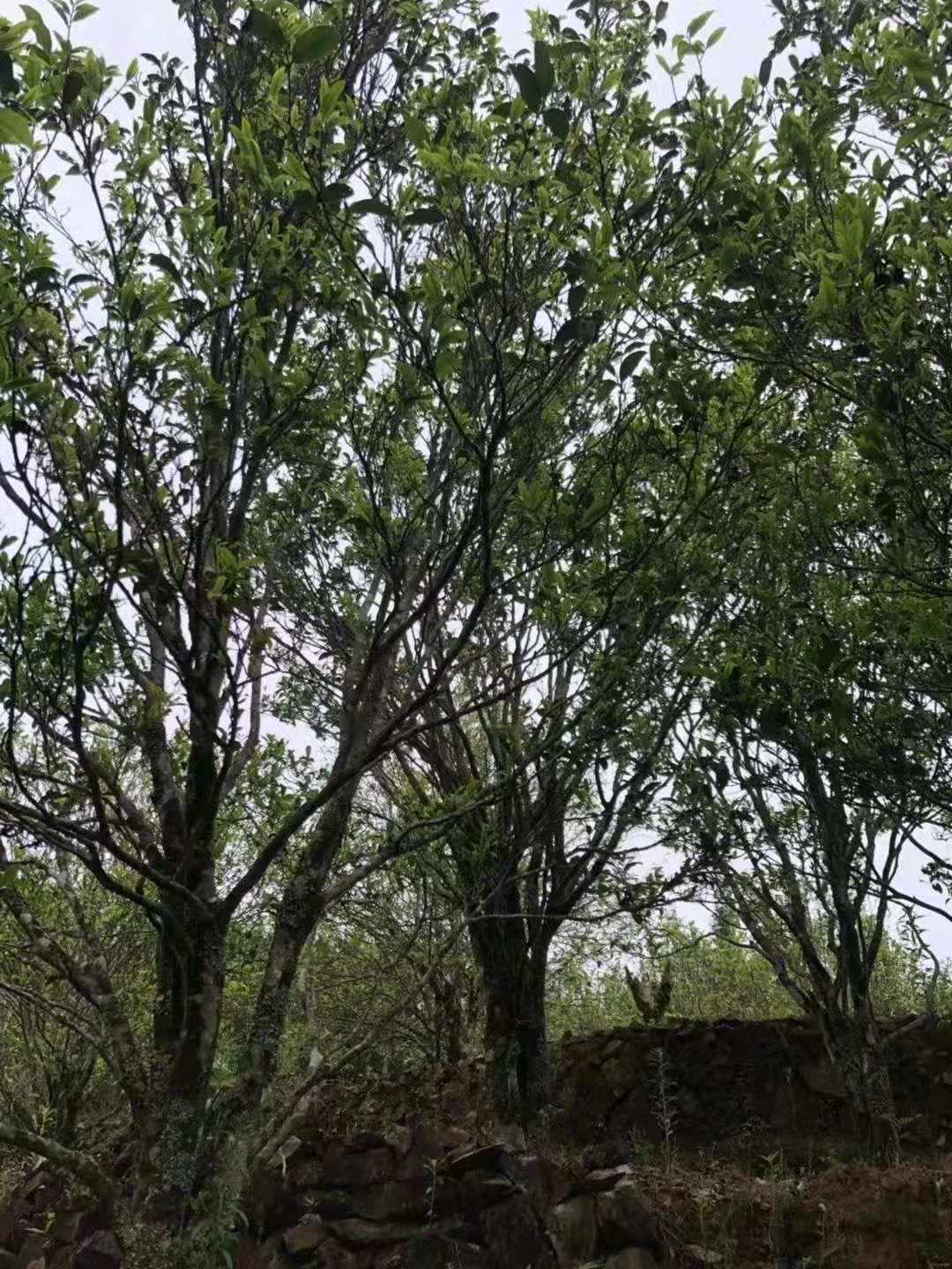 凤凰乌岽顶宋种茶