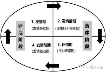 母猪整个发情周期的行为变化过程 - 知乎