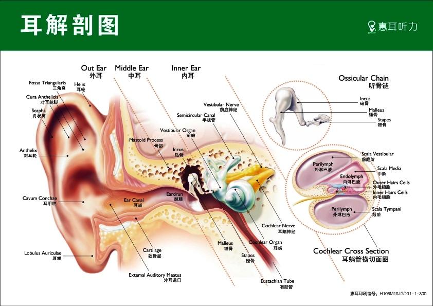 劇作家 好意的 むちゃくちゃ 耳 解剖 生理 専門知識 マイコン 真剣に