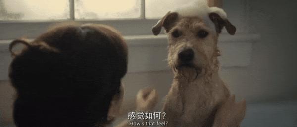 《爱犬莫福》“夜魔侠”变身暖男，携宠攻略前任