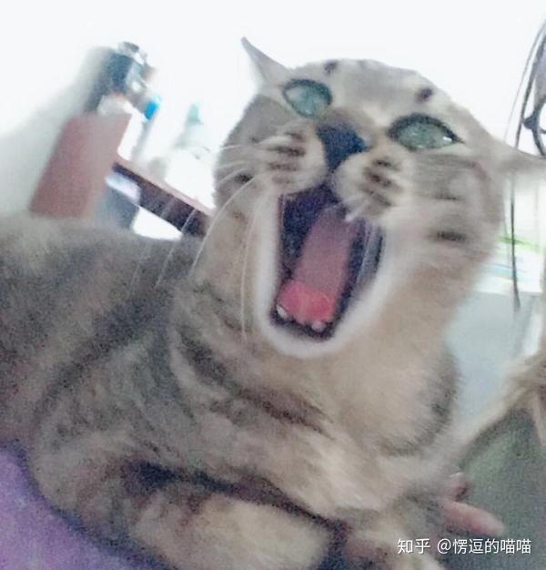 猫咪口臭常见的几大因素及解决方法 科普篇 知乎