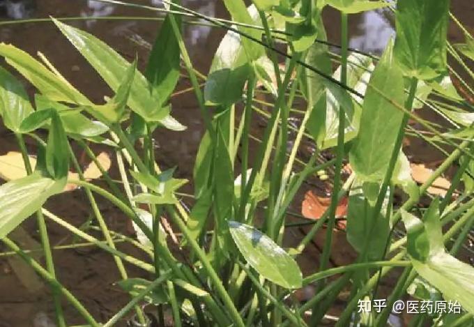 带你识别水半夏