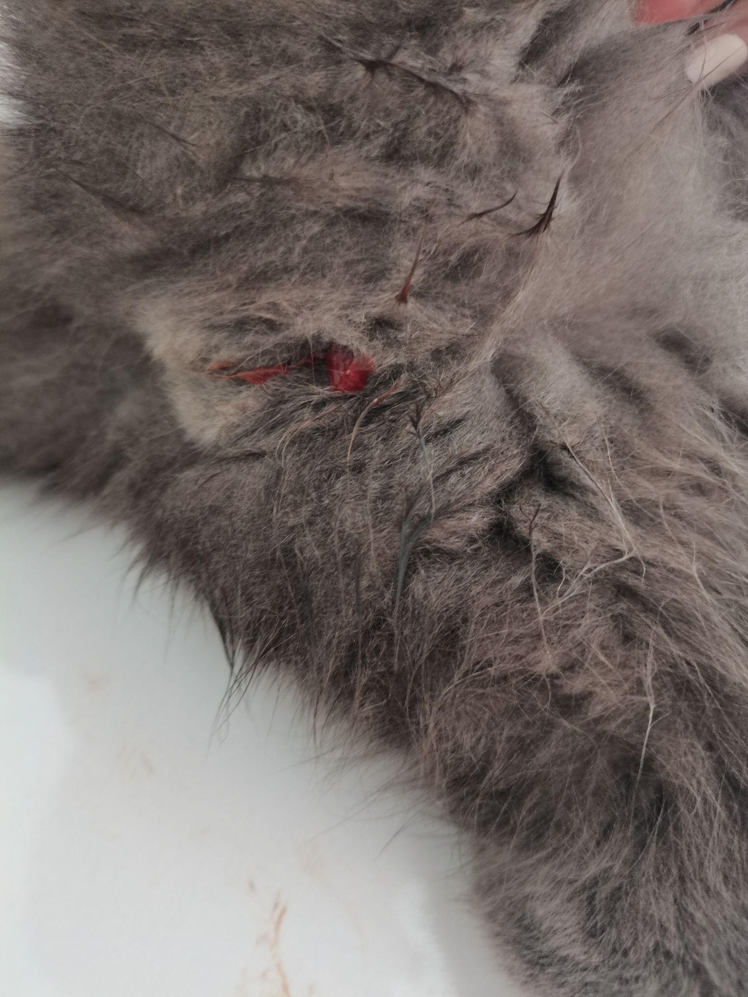 猫尿血