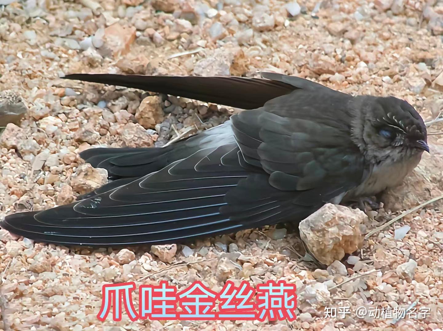 90图带您走进雨燕科和凤头雨燕科鸟类的世界- 知乎